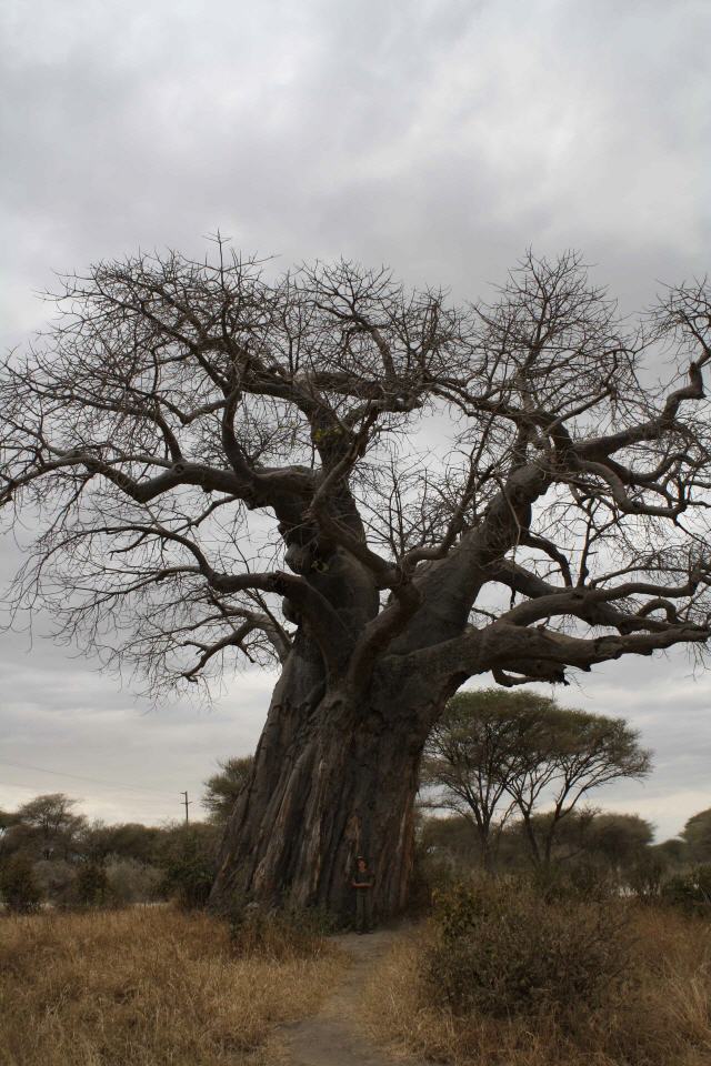 Affenbrotbaum im Tangire Nationalpark